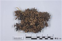 藏品(綿腹衣屬)的圖片